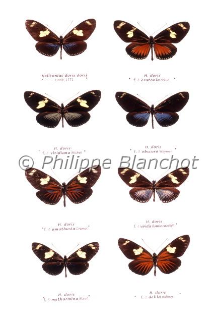 heliconidae polymorphisme.JPG - Heliconius dorisPolymorphisme, planche contenant 8 sous-espècesLepidoptera, HeliconidaeAmérique du SudPapillons de collection